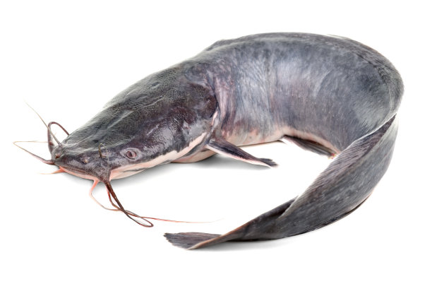 catfish
