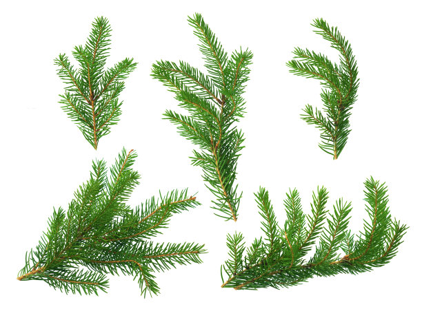 spruce