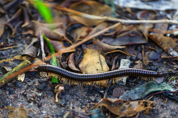 millipede