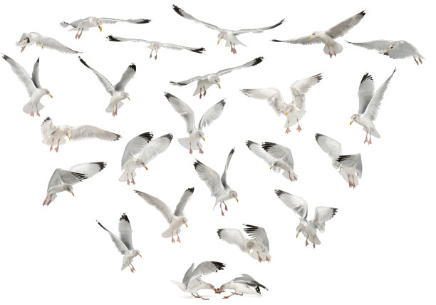 laridae