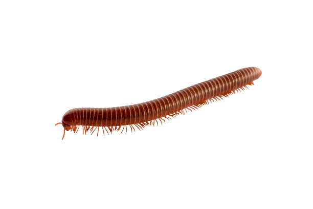 millipede