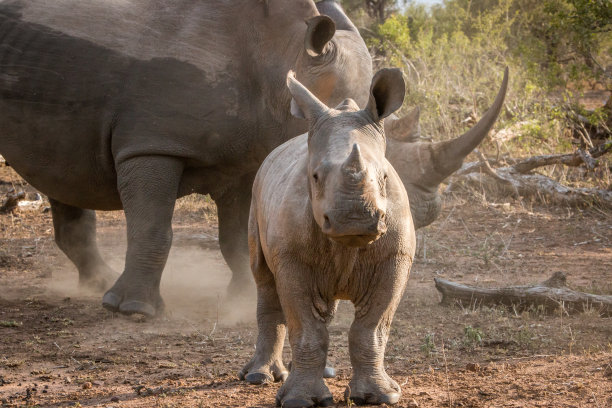  rhino rhino rhino rhino rhino rhino