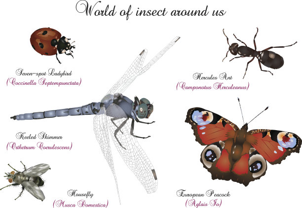 entomology