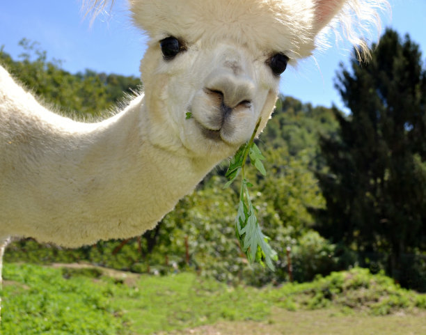 alpaca
