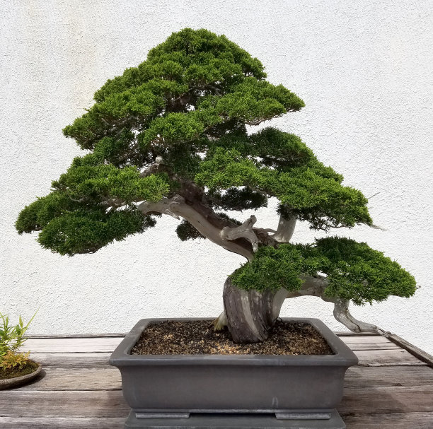 bonsai