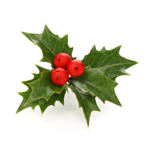 holly