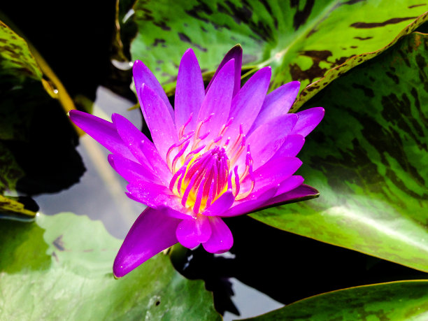 池塘里的紫睡莲