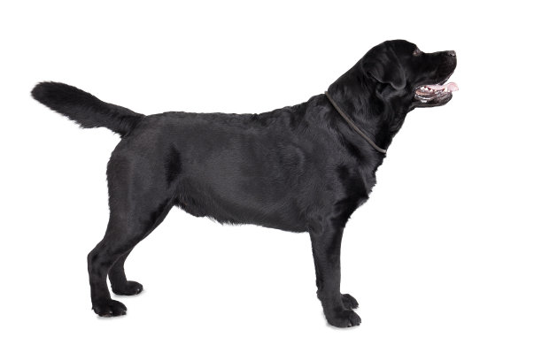 labrador
