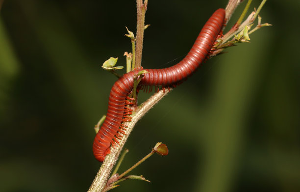 millipede