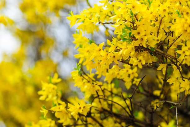 forsythia