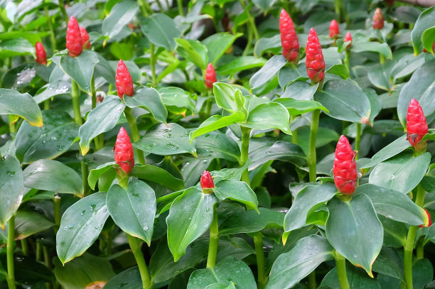 costus
