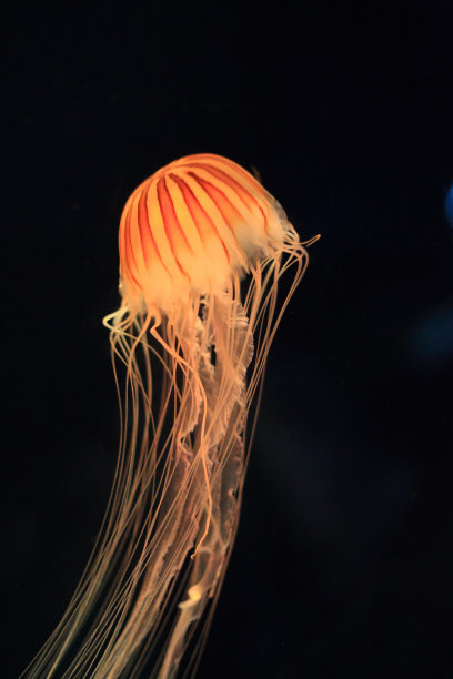 jellyfish