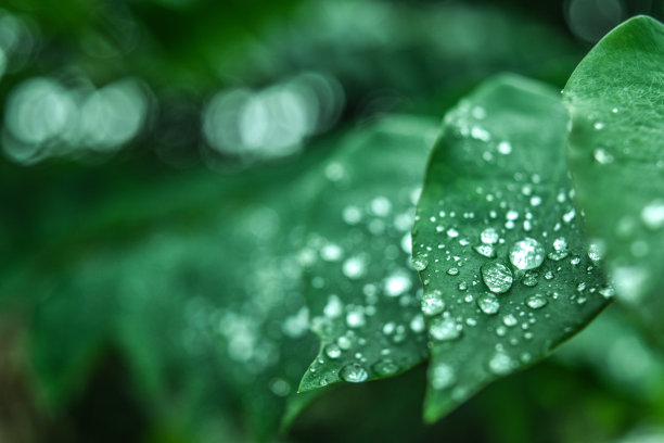 绿叶和雨滴