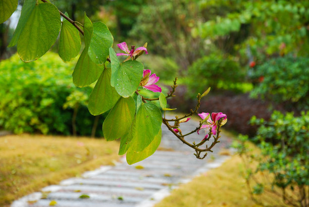 紫荆关