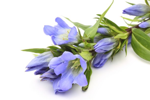 gentian