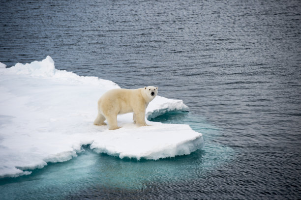 arctic