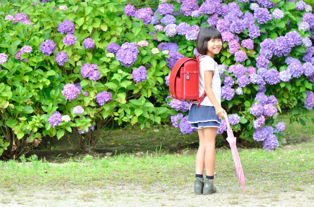 绣球花和女孩