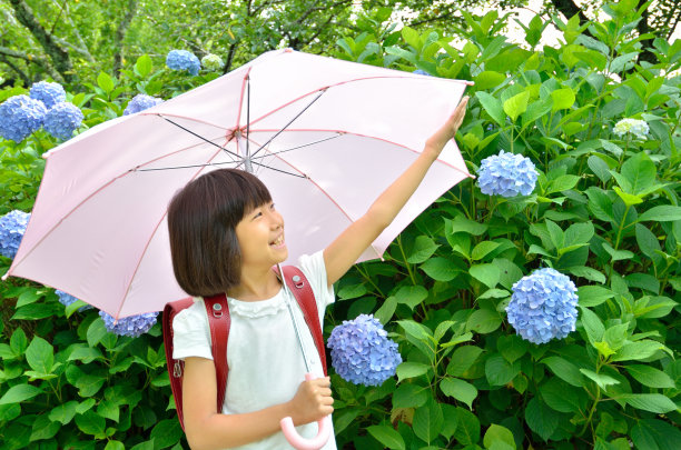 绣球花和女孩