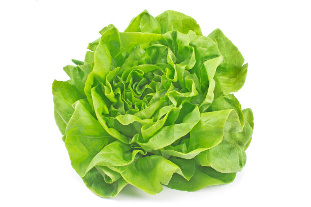 lactuca