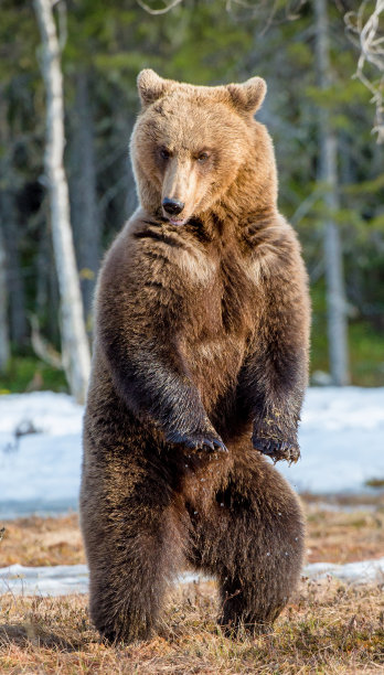 ursus