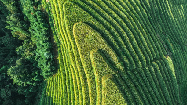 梯田航拍素材