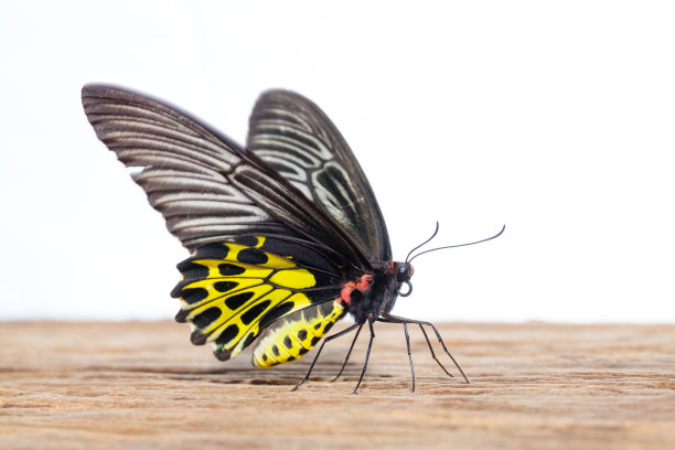 ornithoptera