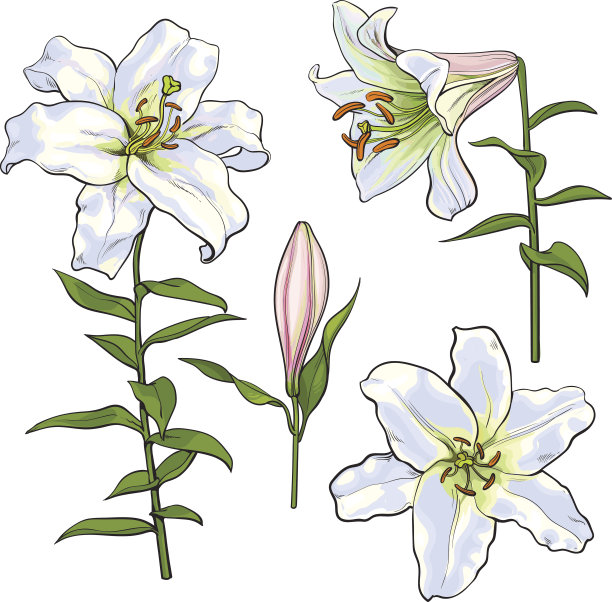 lilium