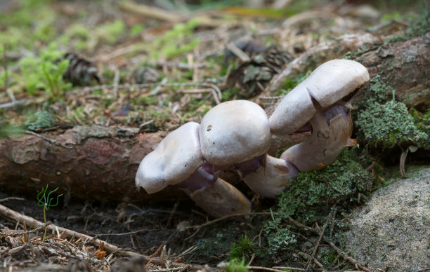 cortinarius
