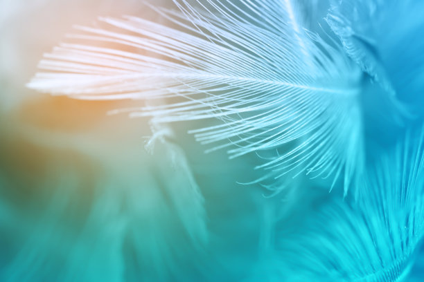 feather