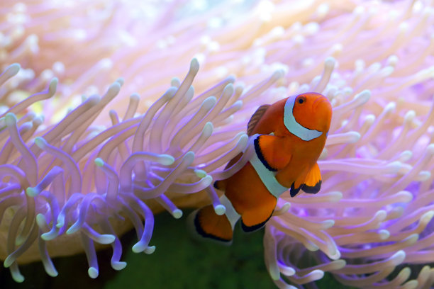 corals