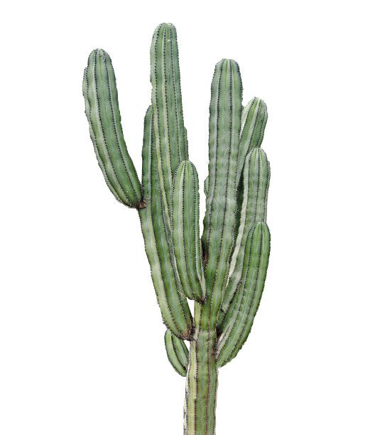 cacti