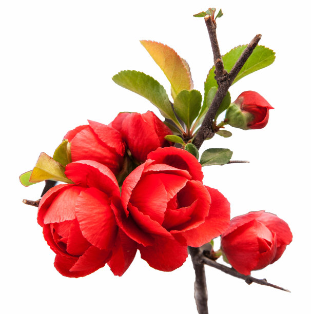 begonia