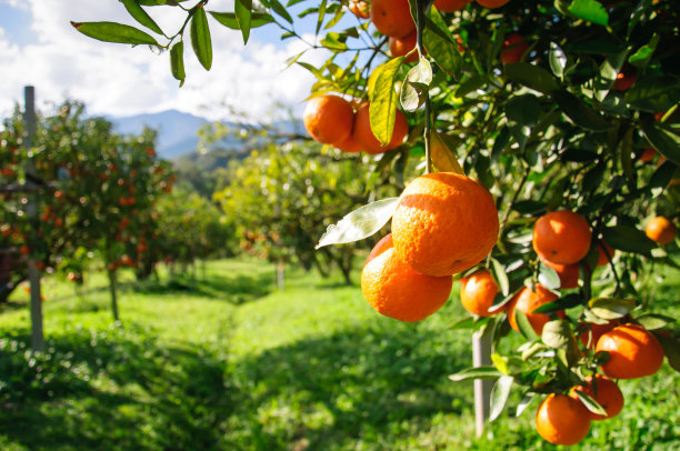 orchard