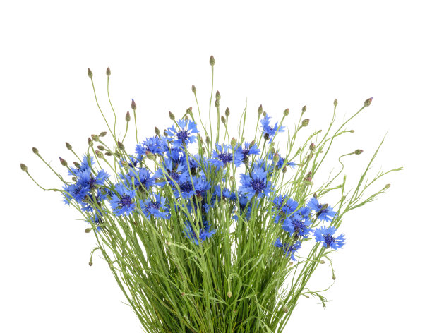 wildflowers