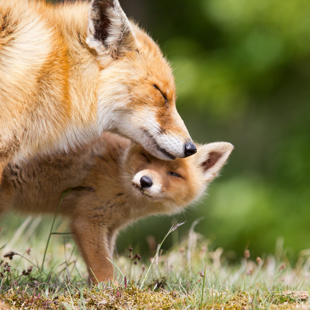 fox