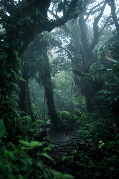jungle