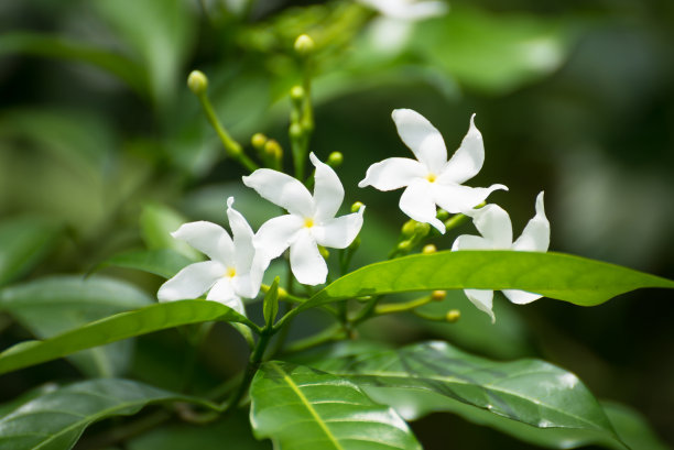 jasmine