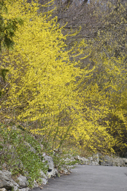 forsythia