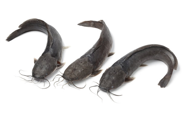 catfish