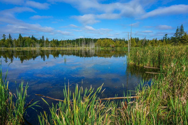 wetland