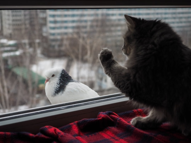猫与鸟