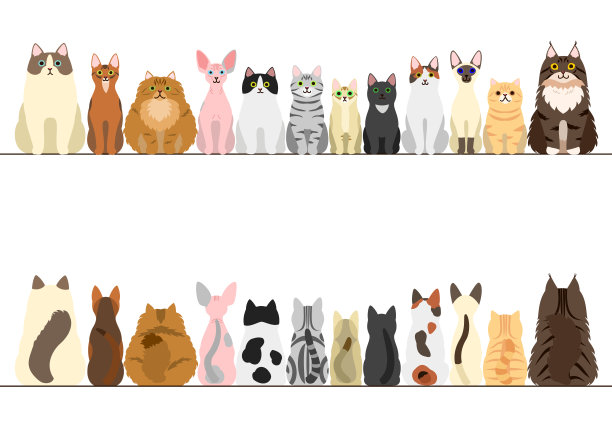 abyssinian猫