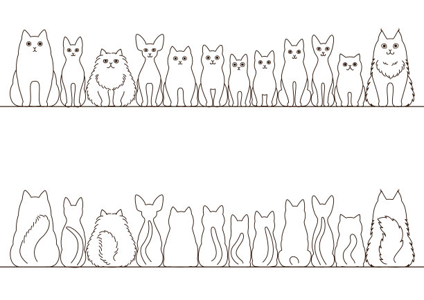 abyssinian猫