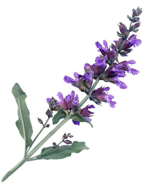 sage