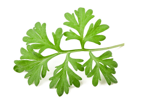 mugwort