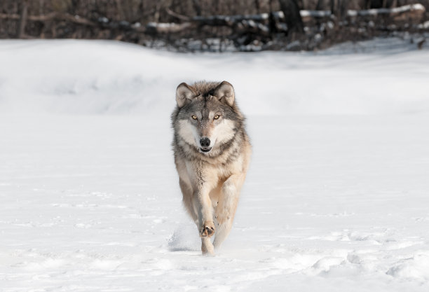 wolf