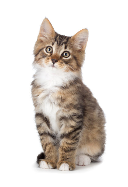 斑纹猫