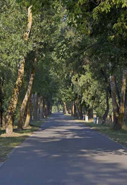 avenue