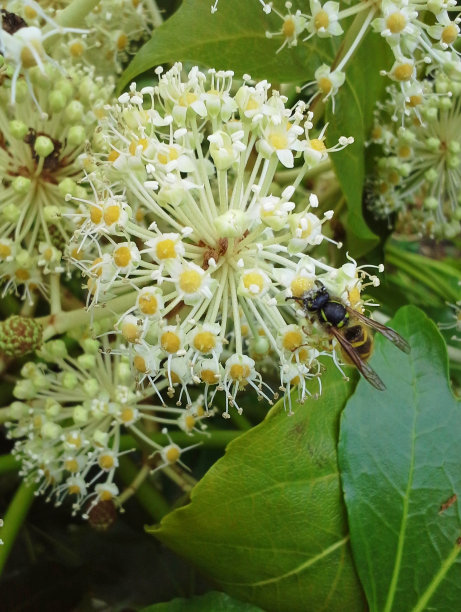 黄蜂