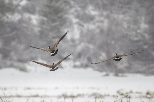 branta